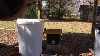 Two Fried Egg Snack Attack