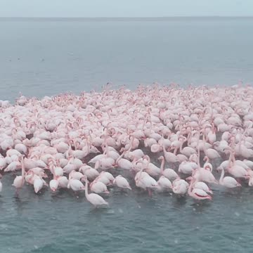Flamingos Gather During a Snowfal
