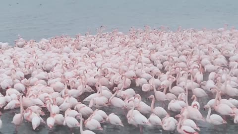 Flamingos Gather During a Snowfal