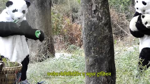 Keepers Wear Costumes To Save Pandas