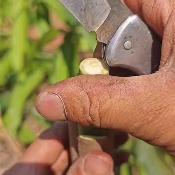 How to Breeding Ep (13)