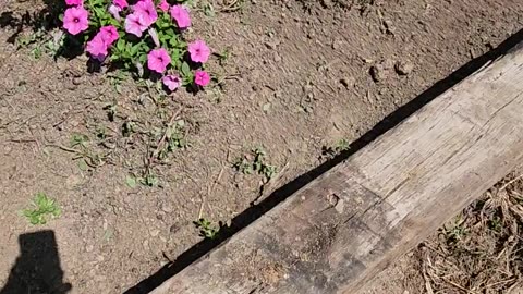 Thousand Petunias in 1.5 mins