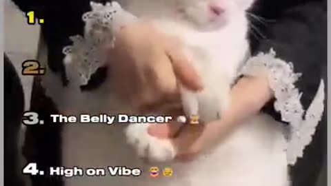 cat compilation, animal lovers, pet videos, cat tricks, cat training,