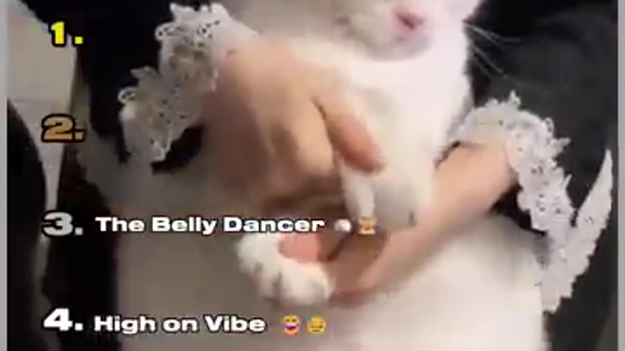 cat compilation, animal lovers, pet videos, cat tricks, cat training,
