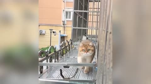 funny cats vedio