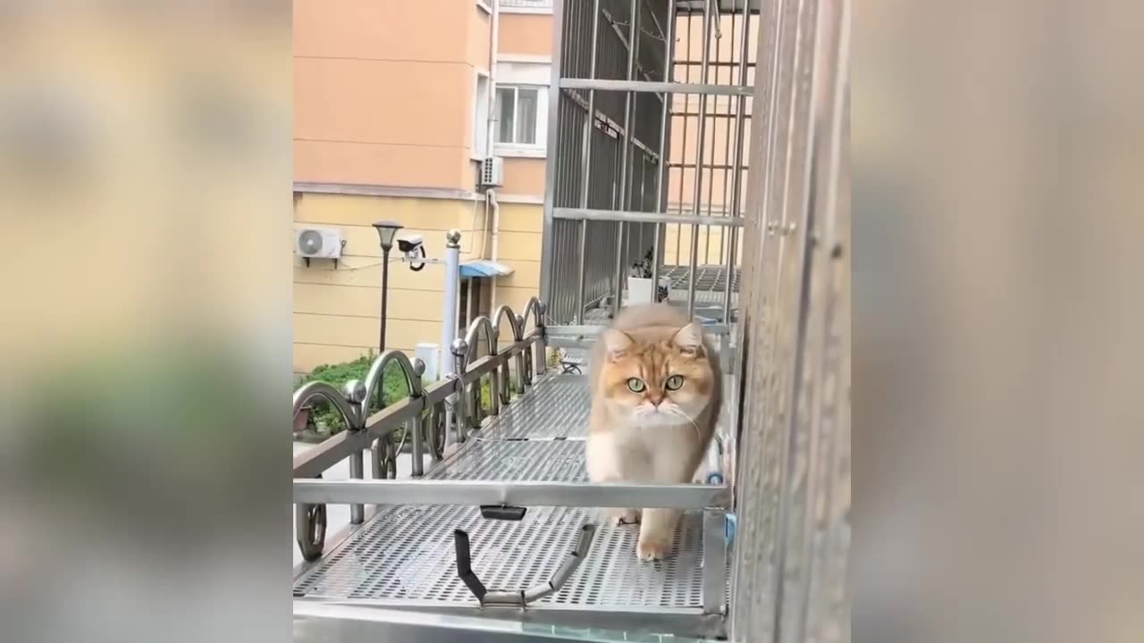 funny cats vedio