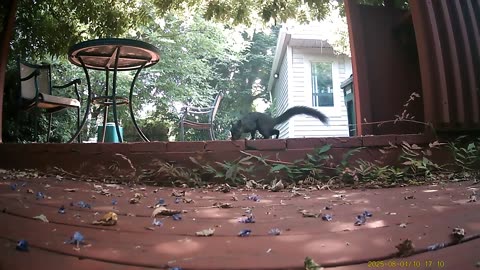 Wildlife Filmed By Haza PR800 Wild Camera, Levagood Area, Dearborn, Michigan, August 1 To 7, 2025