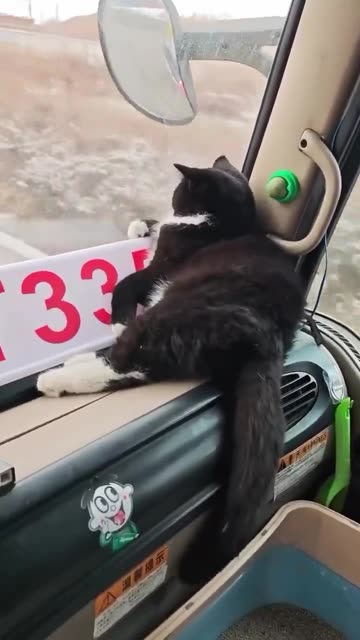Bumpy Cat Ride