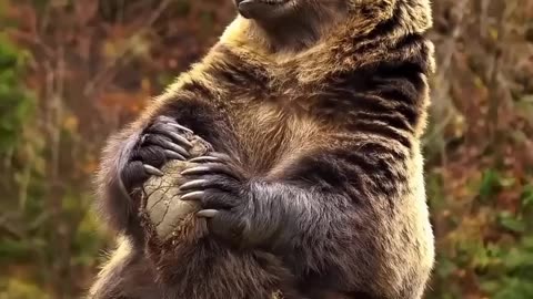 Caught on Camera! Brown Bear Enjoys a Lazy Break..