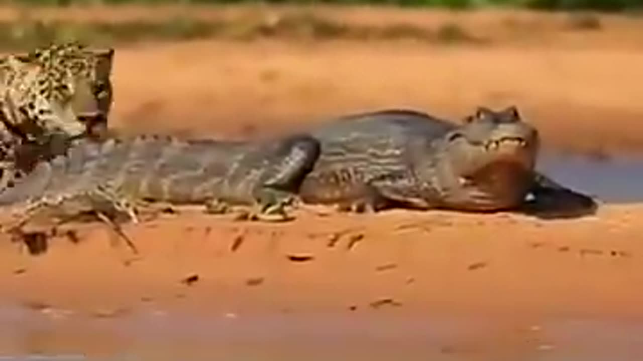 Gotcha