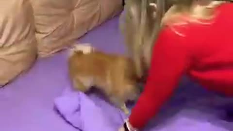 Training Tips You Should NEVER Follow 😱🐕
