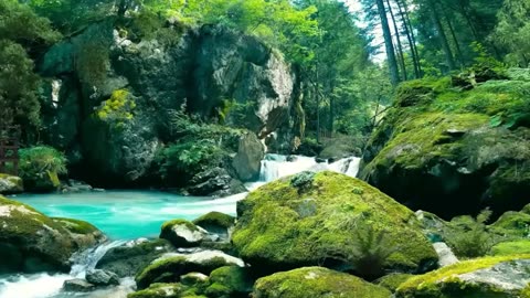 The Enchanting Songs of Bulbul Birds in the Serene Forest – A Calming Symphony of Nature