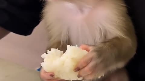 Viral