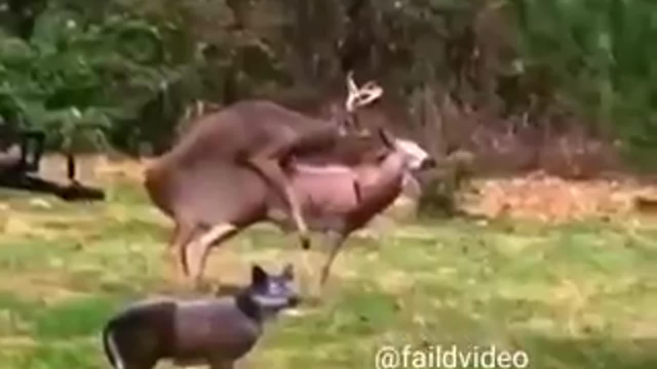Life is full of surprises for all living things | funny video | crazy clips