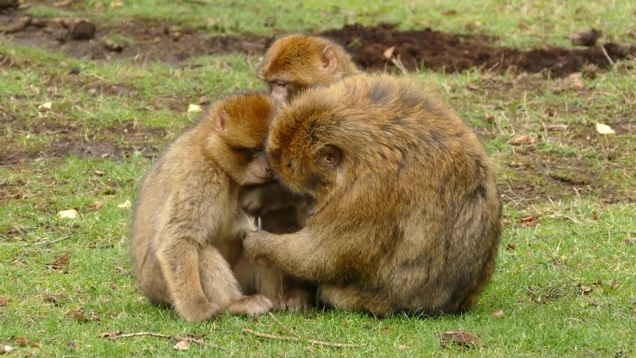 Monkey funny video