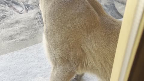 The Porch Kitty You Don’t Want