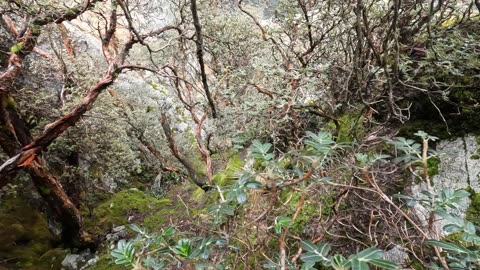 Bajando por el bosque arriba de Laguna Churup