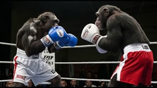 CLASH OF THE PRIMATES