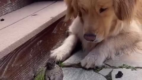 A dog never stop to amaze