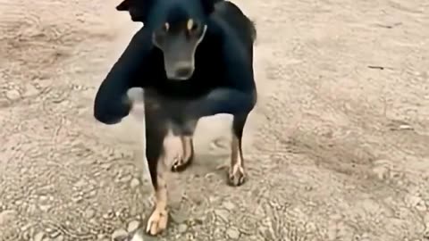 haw possible 🤔 dog dance | ai video