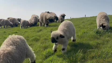 Valais Black Nose Sheep