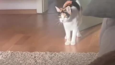 Funny animal video