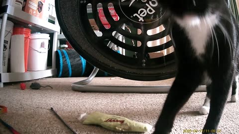 Cookie Cutter The Cat Exploring Haza PR800 Wild Camera, Dearborn, Michigan, September 17 & 18, 2025