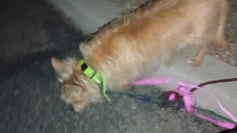 Kiko ChaCha Paco night doggie walks +&- Asphalt cooler less people but pups less visible20250728340
