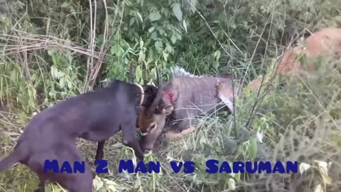 Boargreyhounds mauling antelope