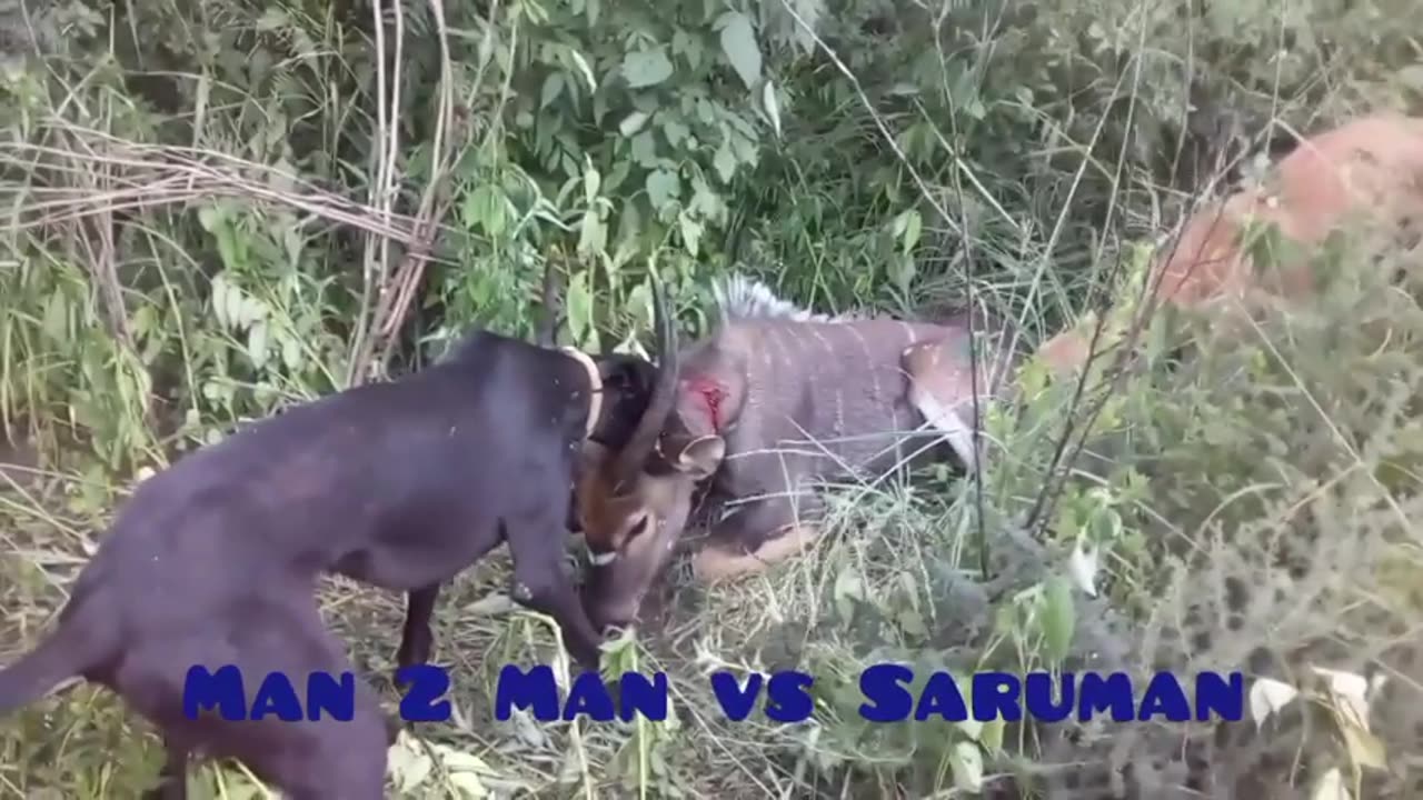 Boargreyhounds mauling antelope