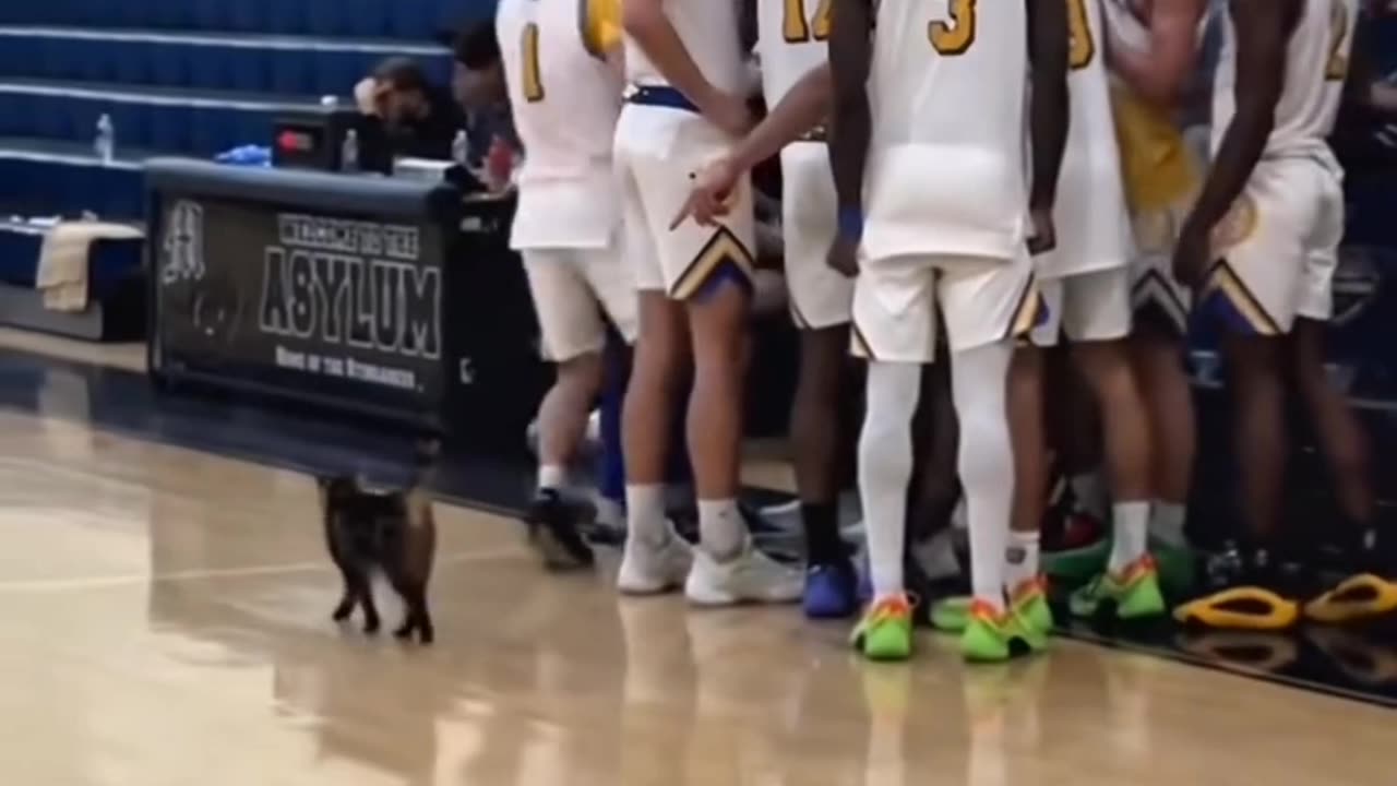 : Cats Who Rule the Stage! گربه‌هایی که صحنه رو تصاحب می‌کنن