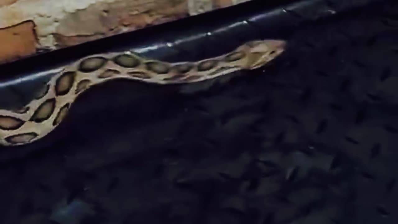 Deadly Russell’s Viper Found Inside House! | Shocking Snake Encounter
