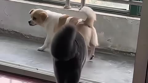 Funny Animal Videos