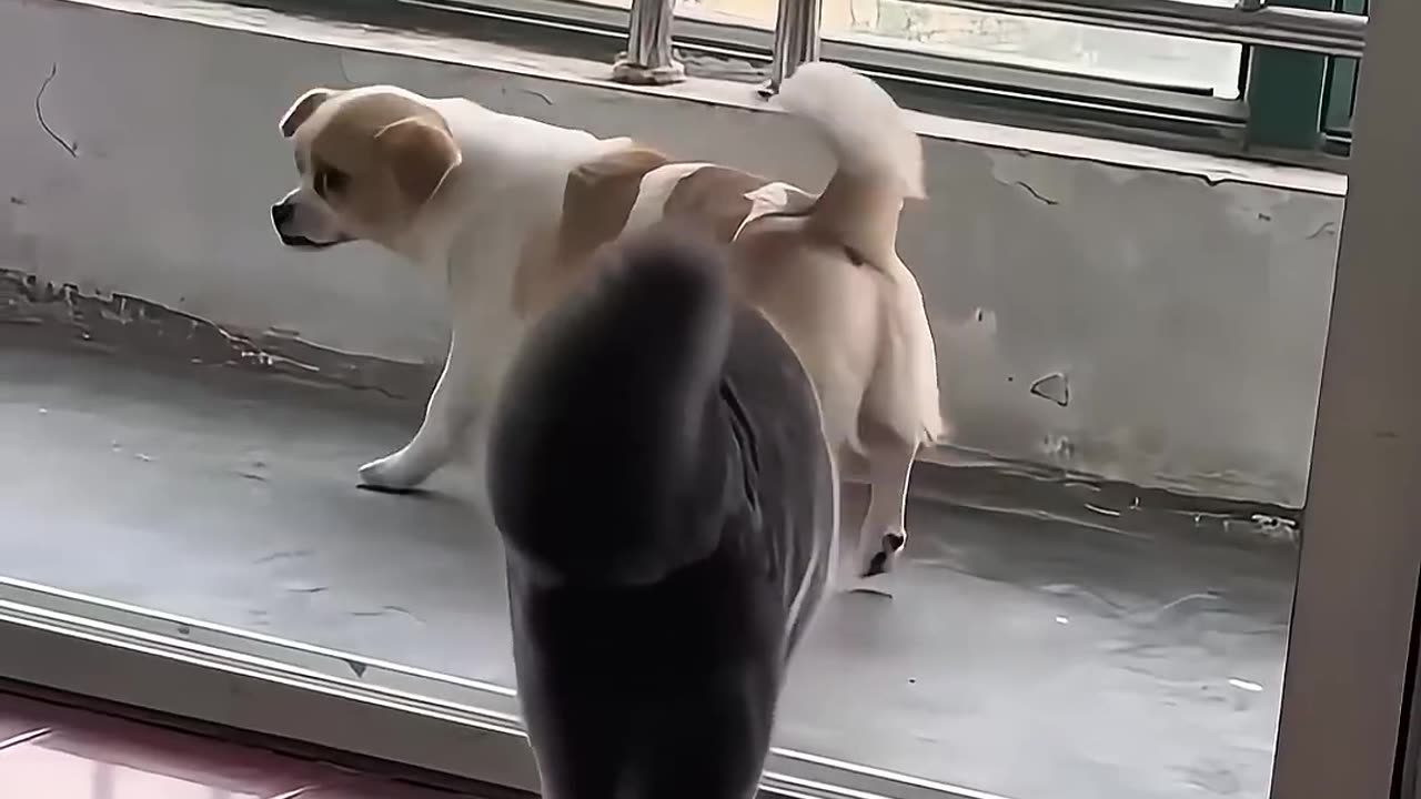 Funny Animal Videos