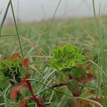 The Green Secret of the Meadow | The Majesty of Nature in the Mist