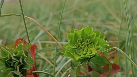 The Green Secret of the Meadow | The Majesty of Nature in the Mist