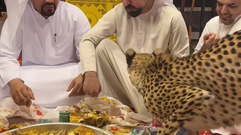 Tigers and Lions Join Humans for a Feast🐯🦁 🍽️