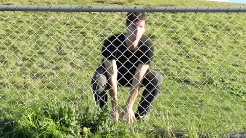 How animals get over fence