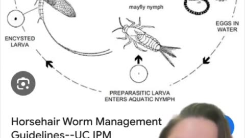 Have you ever seen a horse hair worm?