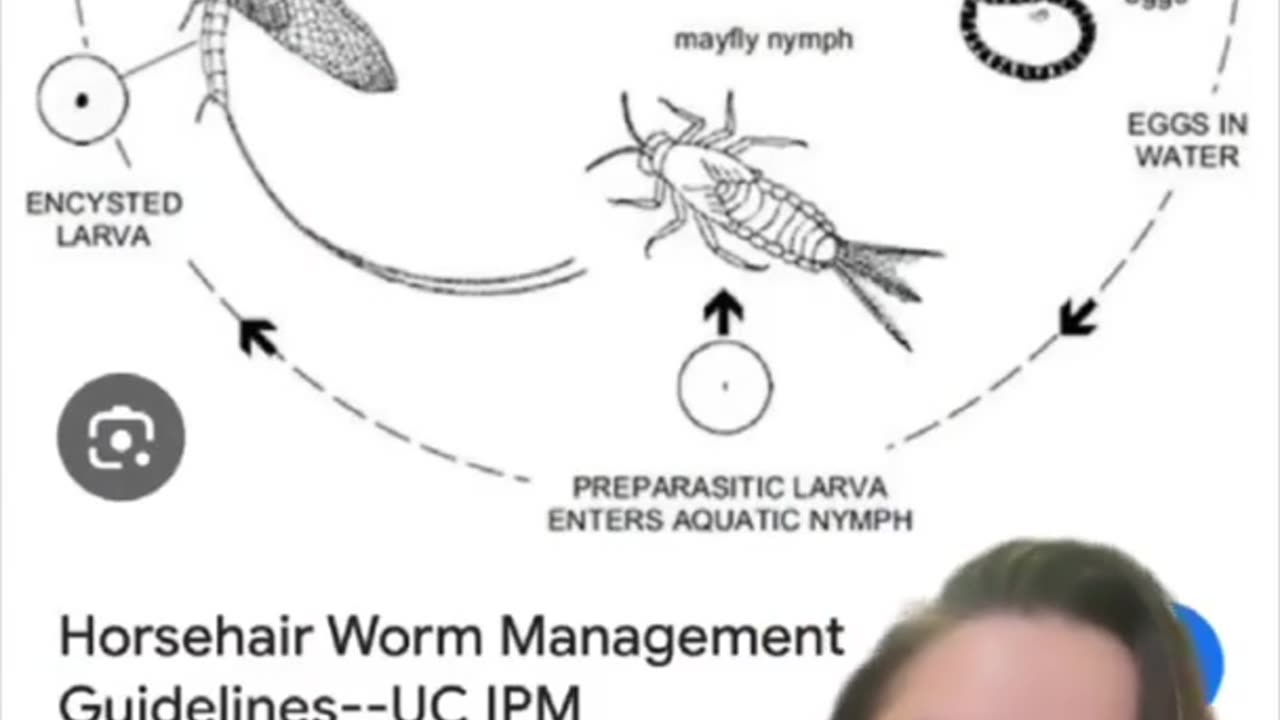 Have you ever seen a horse hair worm?