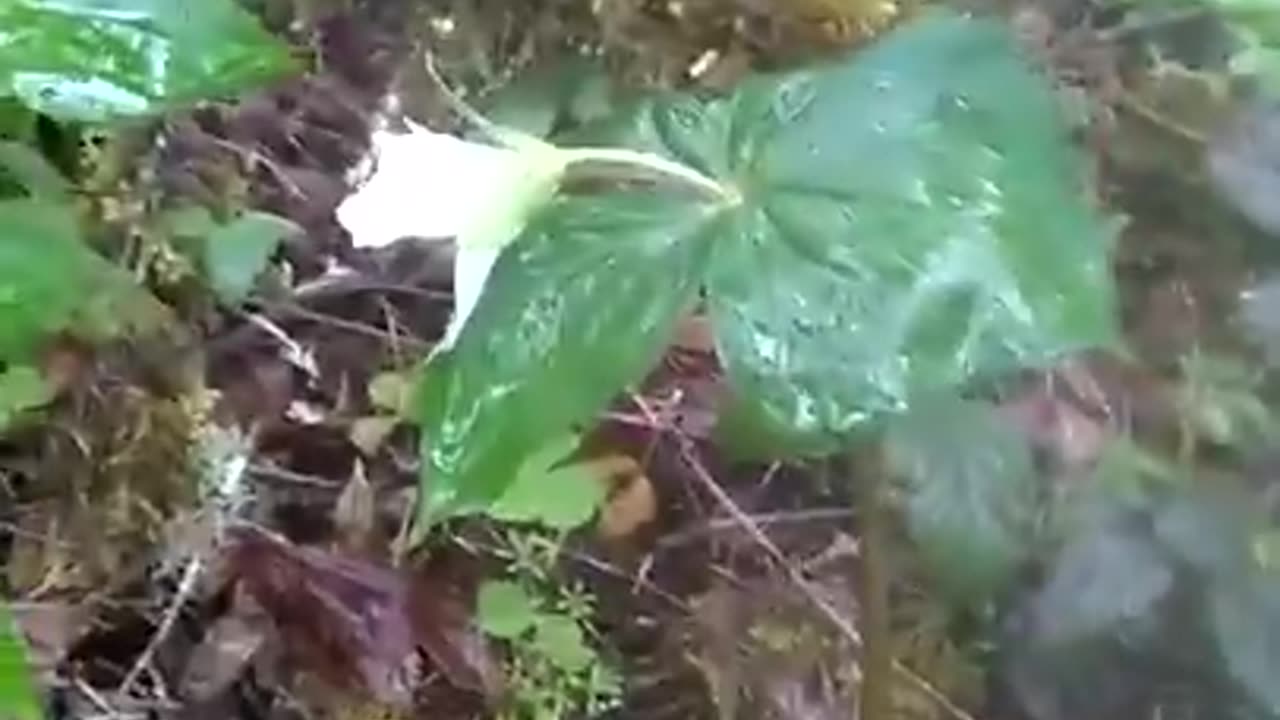 Walking In The Forest Rain