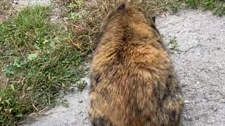 😂🐱 The Hilarious Moment Your Cat THOUGHT She Was Helping! | FunFM