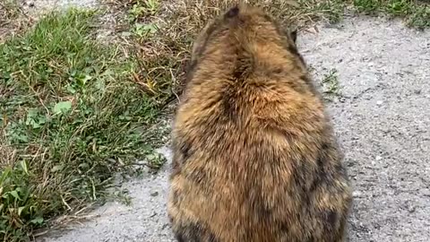 😂🐱 The Hilarious Moment Your Cat THOUGHT She Was Helping! | FunFM