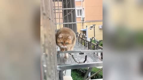 277 Funniest Cats and Dogs Clips 2025😼🐶Try Not To Laugh😜