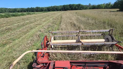Swathing oats