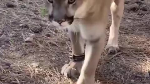 Starving Mountain Lion