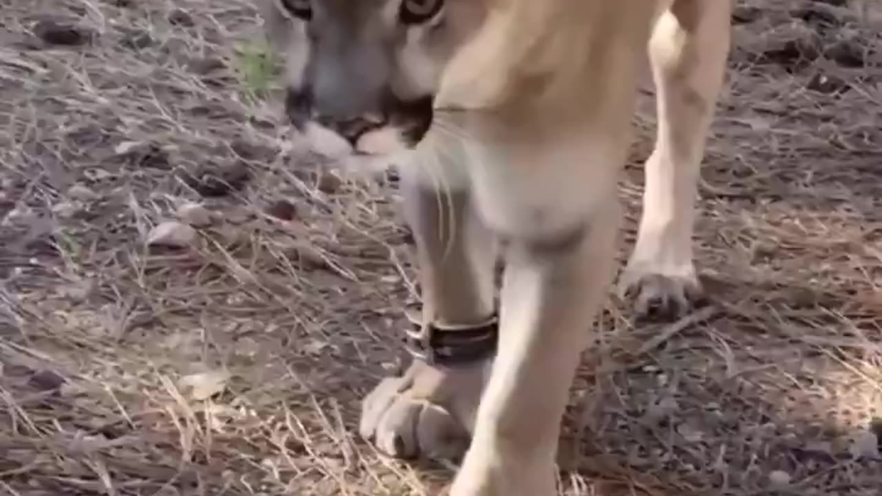 Starving Mountain Lion