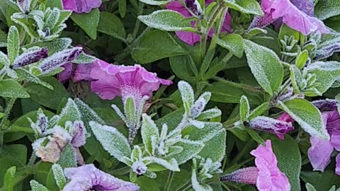 Hard frosted Petunias thawing in the warm autumn sun