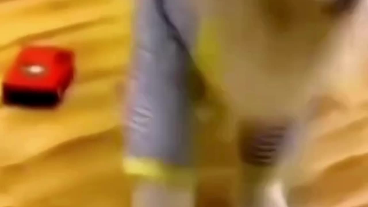 FUNNY ANIMAL COMPILATIONS - PART 19