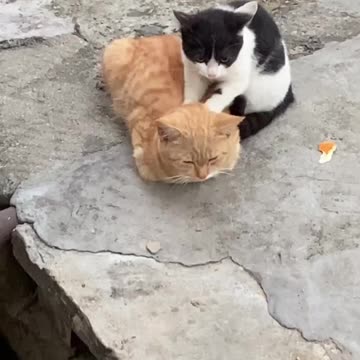 "Certified Cat Therapist""ماساژکار حرفه‌ای پیدا شد